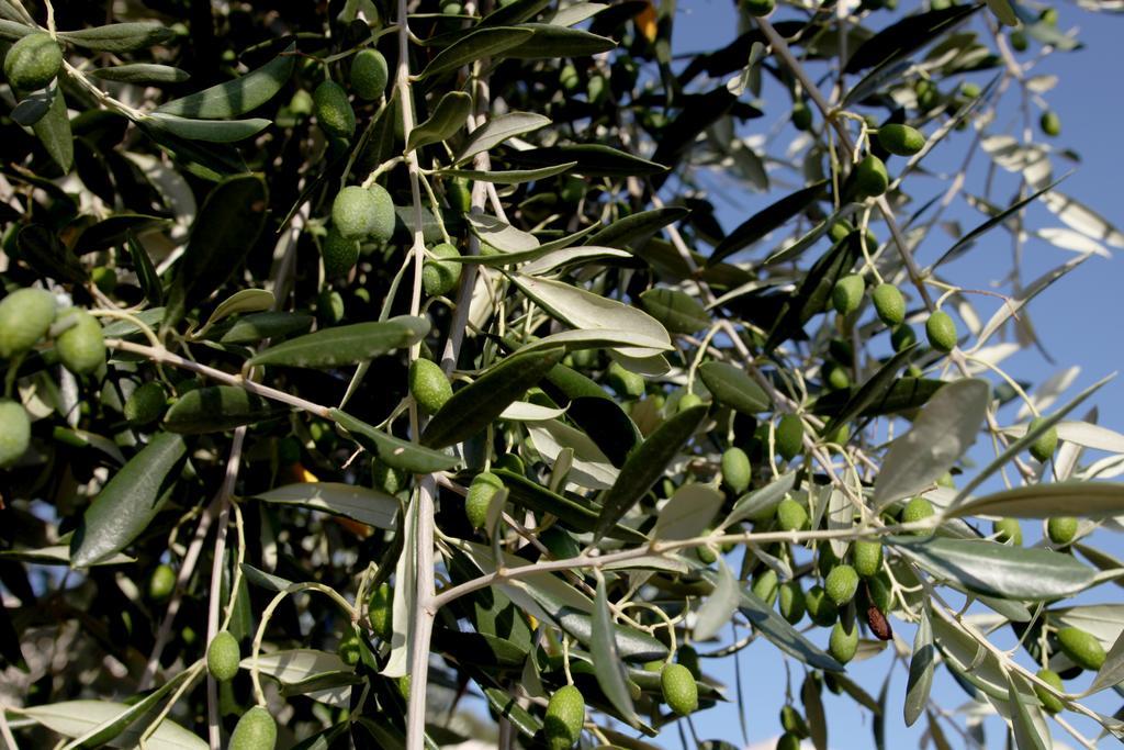 Agricostella Agriturismo Vieste Bagian luar foto