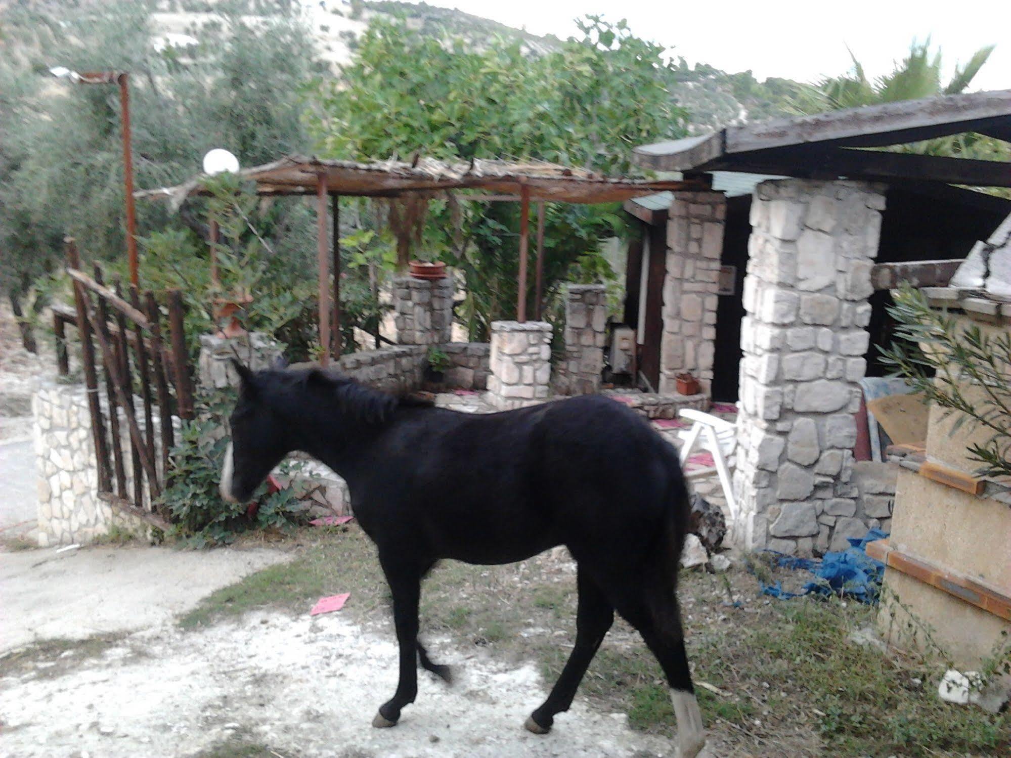 Agricostella Agriturismo Vieste Bagian luar foto
